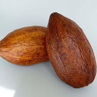 Какао-плод