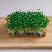 Микрозелень кресс-салат