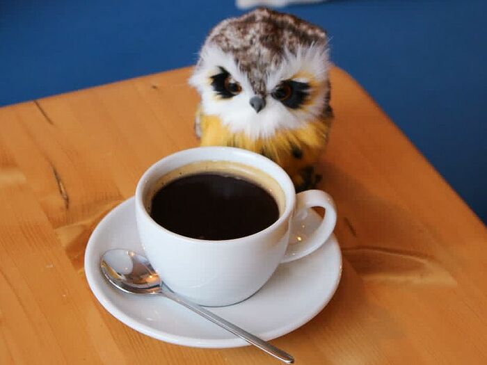 Кофе с совой