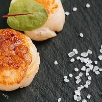 Морской гребешок. Scallop